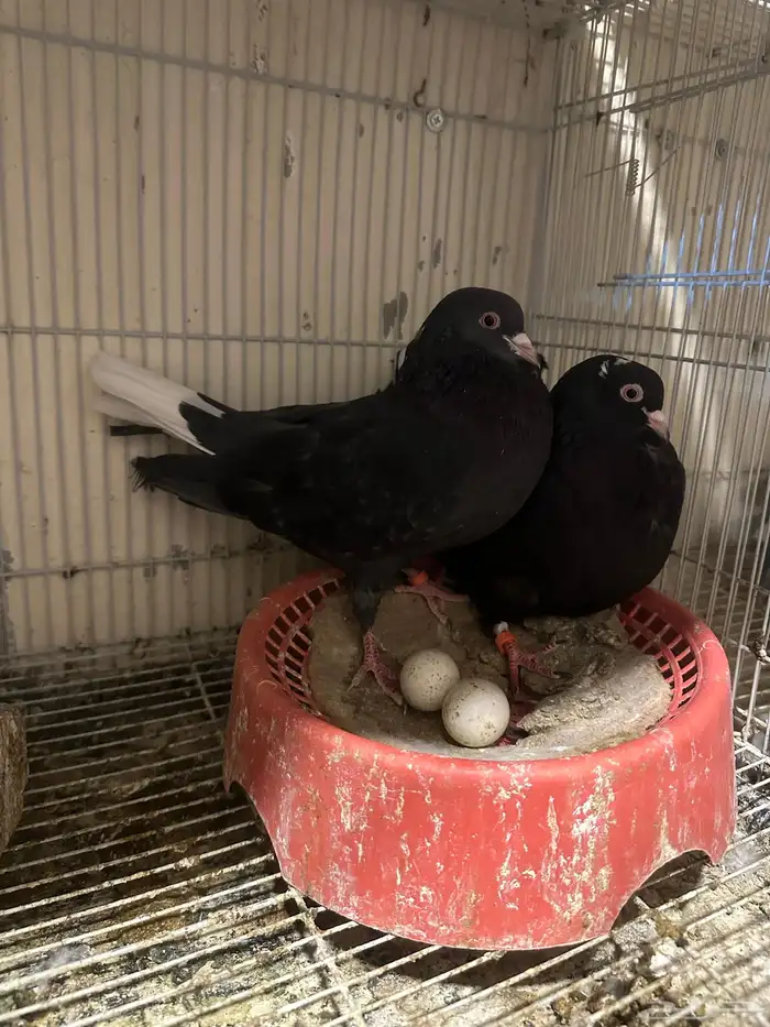 خمس اجواز قطايف منتجه 1