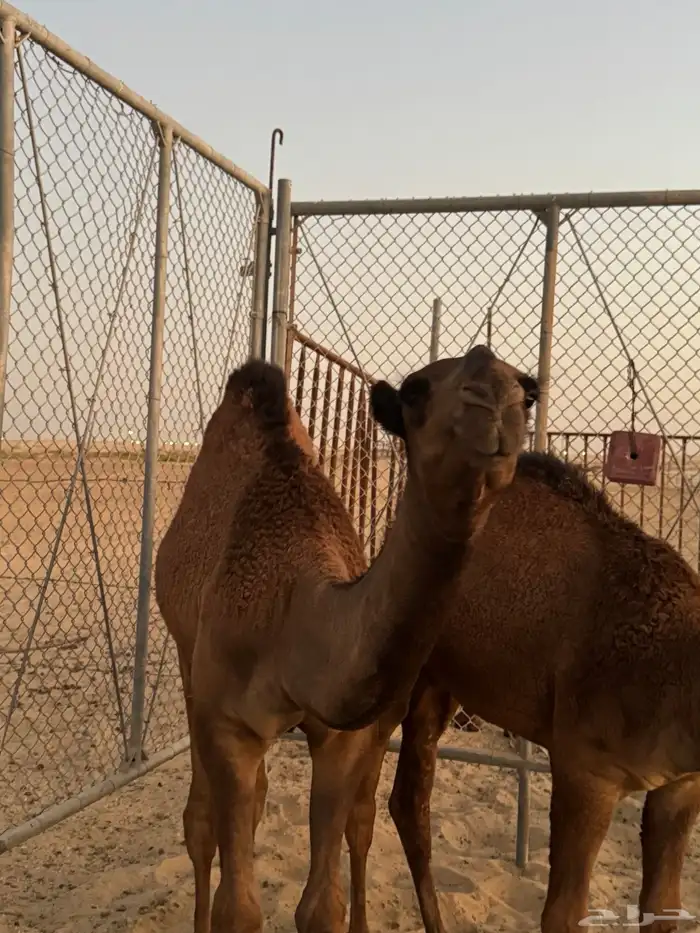 قعدان 21