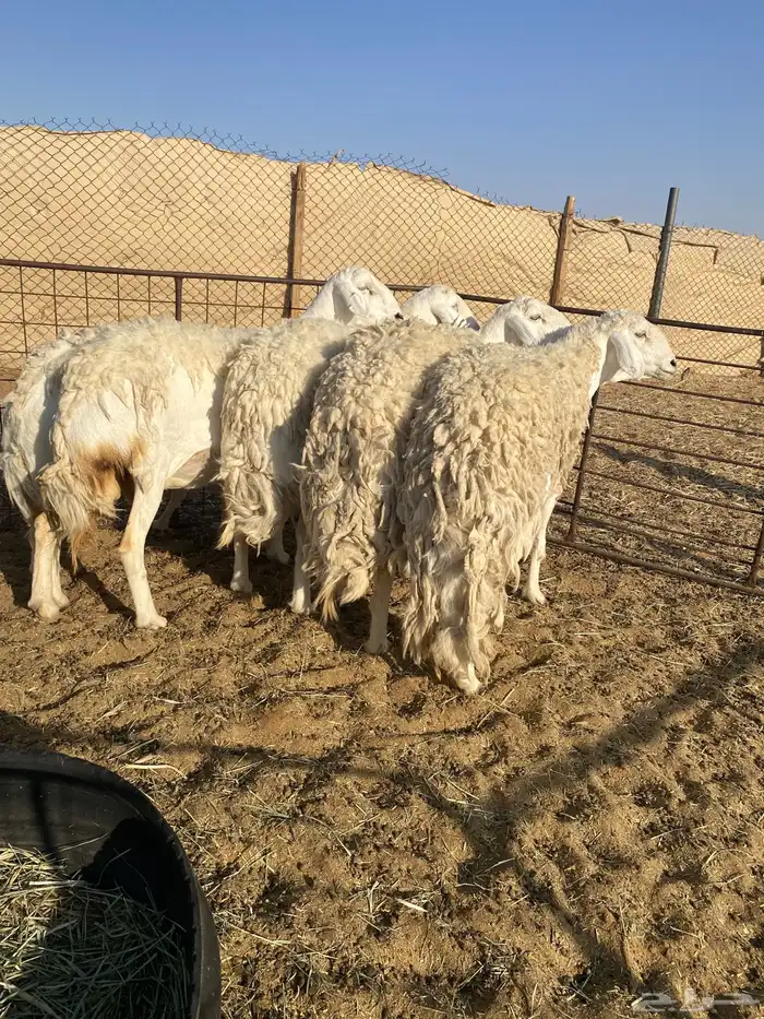 6 شياه حيل كفو 3
