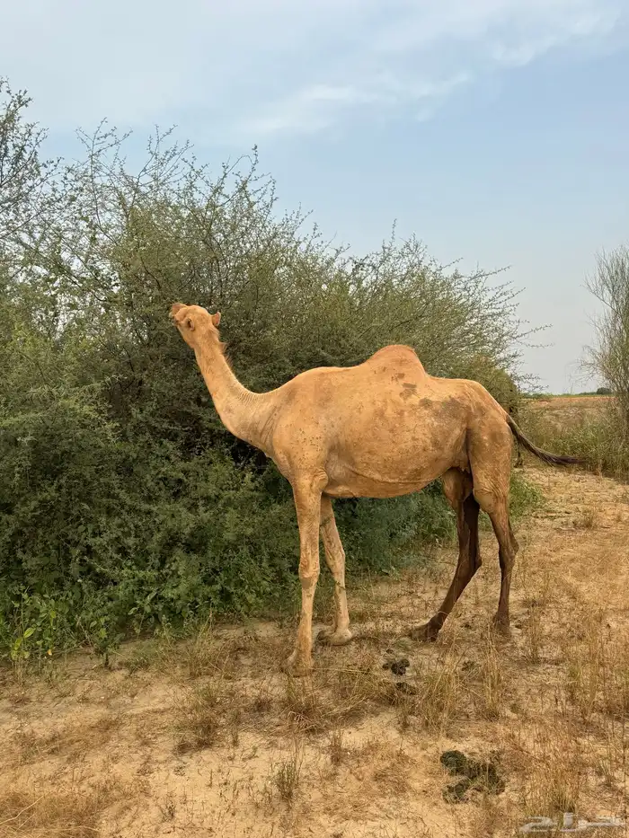 ناقة جنب مدني 3