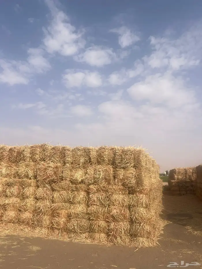 ذرة جيزانية حصاد السنه 1
