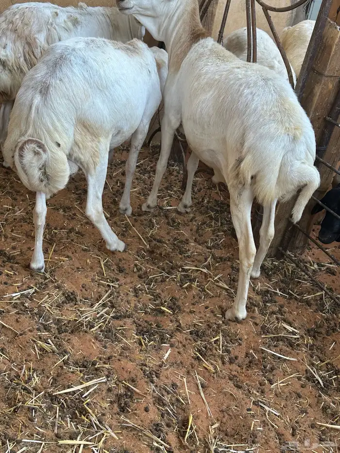 برابر ورفيديات مرابي 56