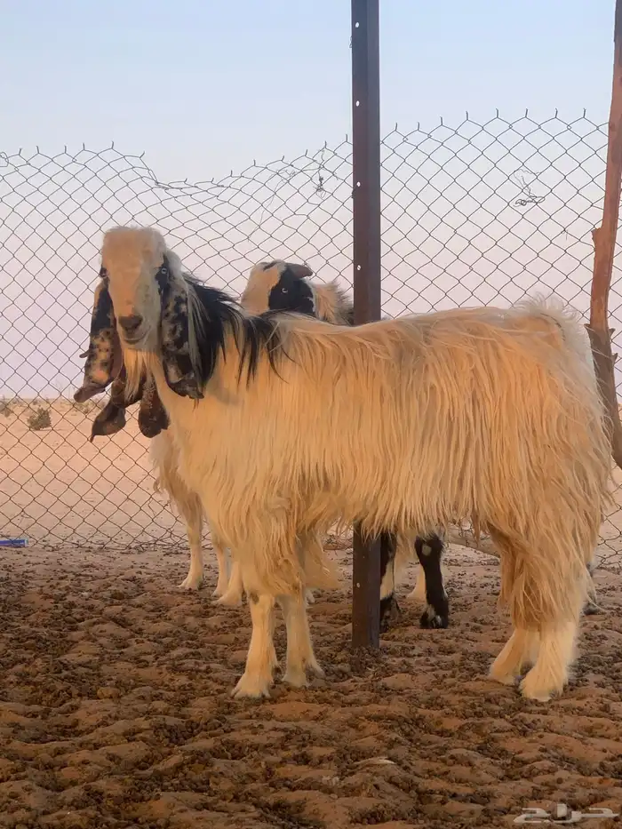 معزاء مصريات دفيع وليد حليب 1