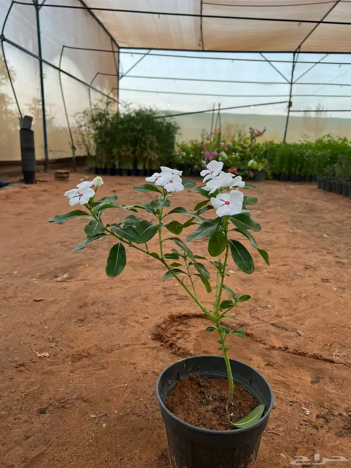 شتلات ونباتات زينه ومثمره 3