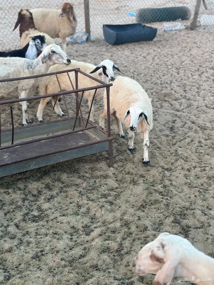 للبيع رحال حريه العمر 4 شهور 1