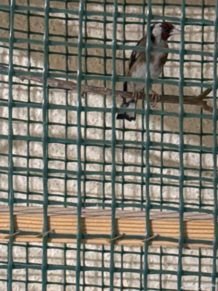 ذكر حسون شرط تغريد للبيع 3