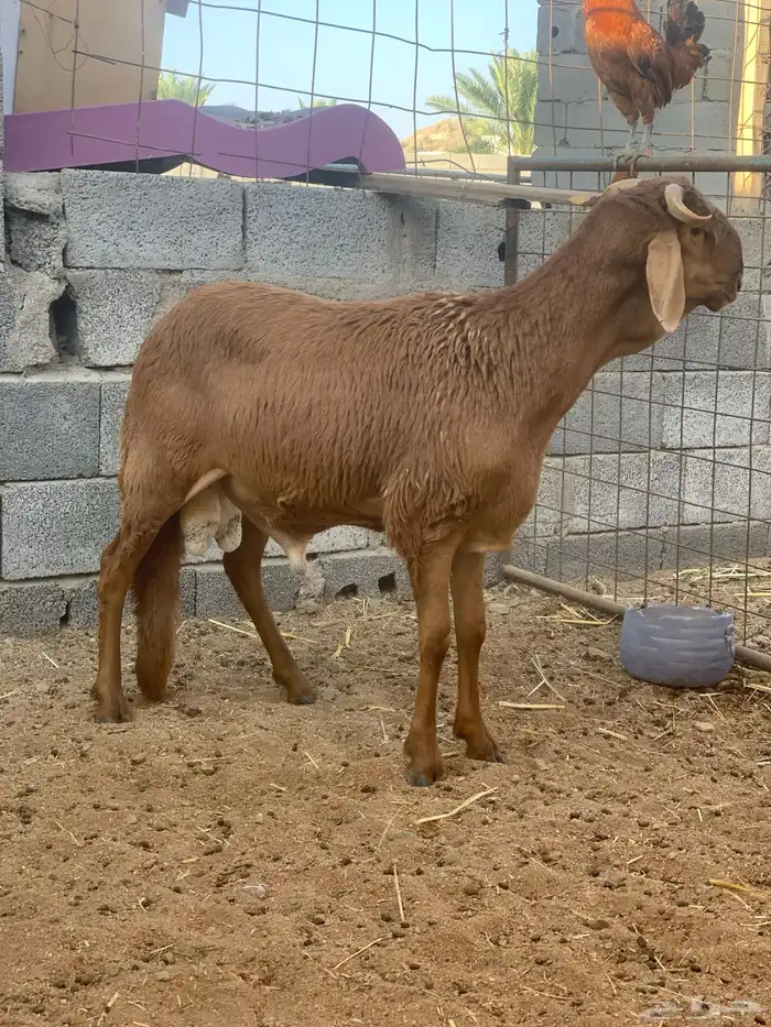 سواكني تيلاد بري 1