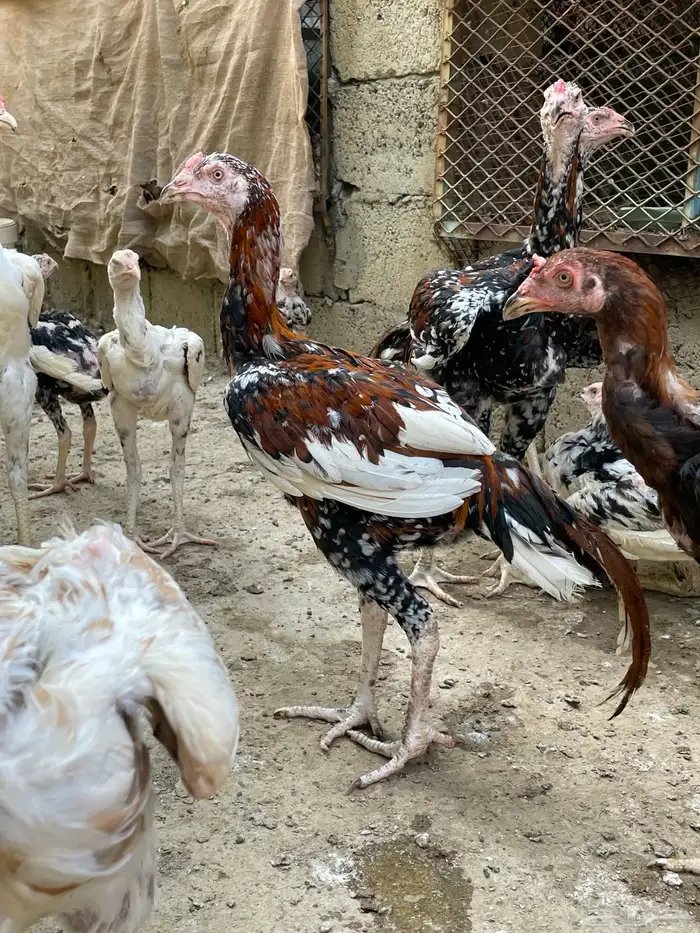ديك سندي للبيع 1