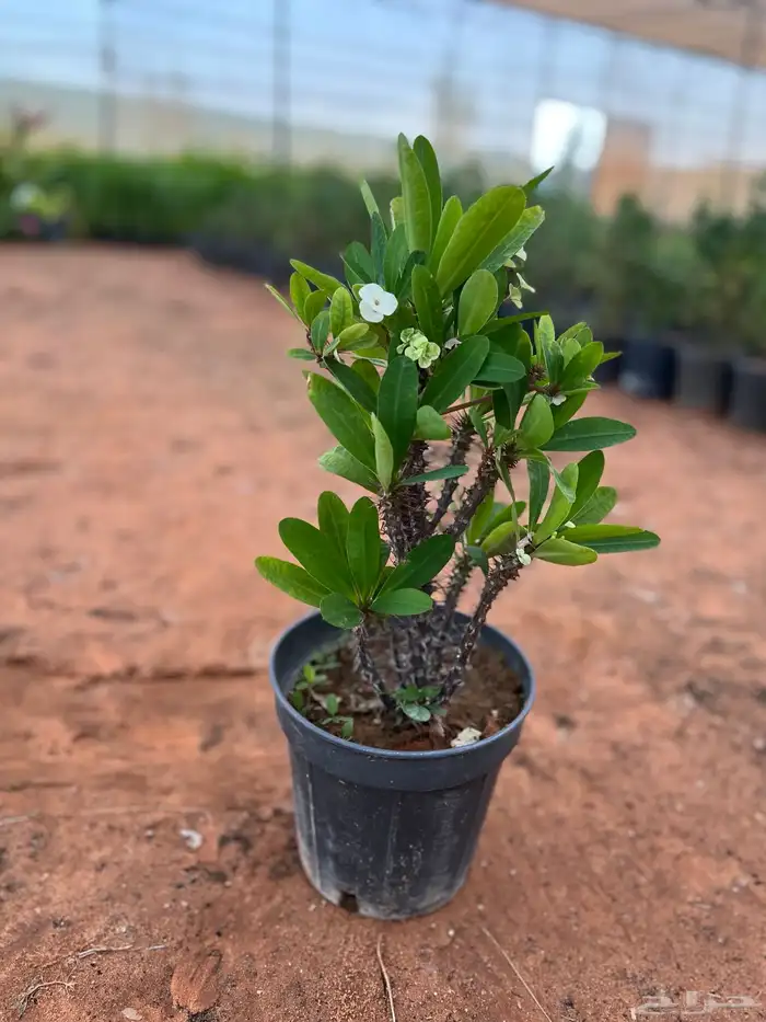 شتلات ونباتات زينه ومثمره 4