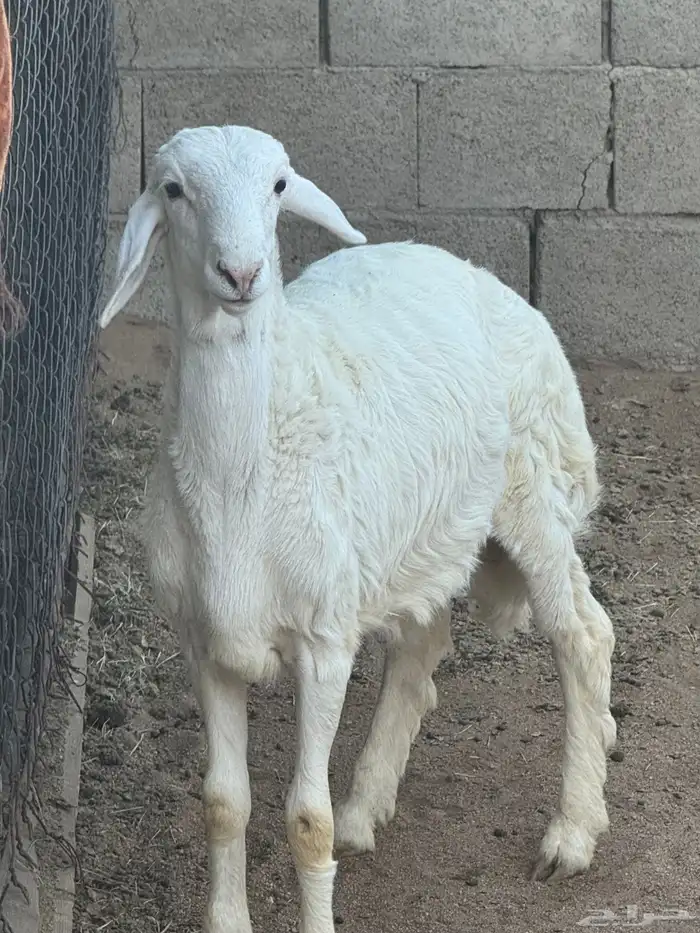 خروف مشروع 3