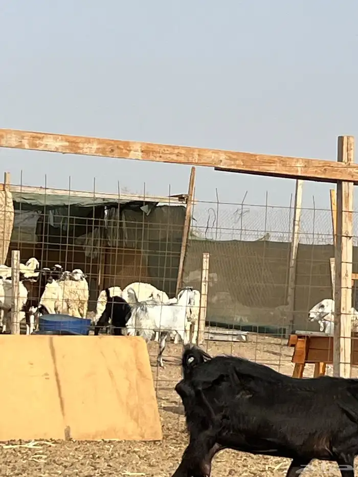 جده. ابيع ذبيح طليان وتيوس 0
