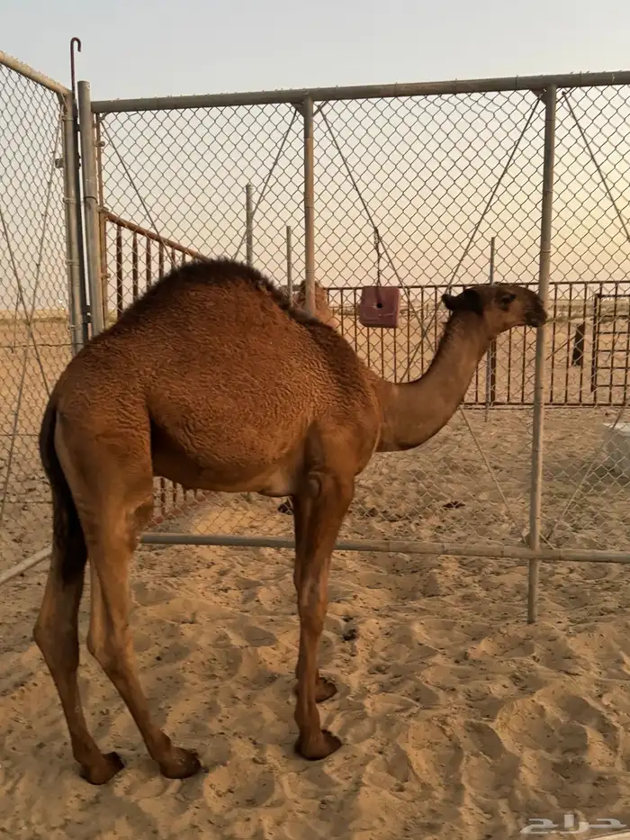 قعدان 23