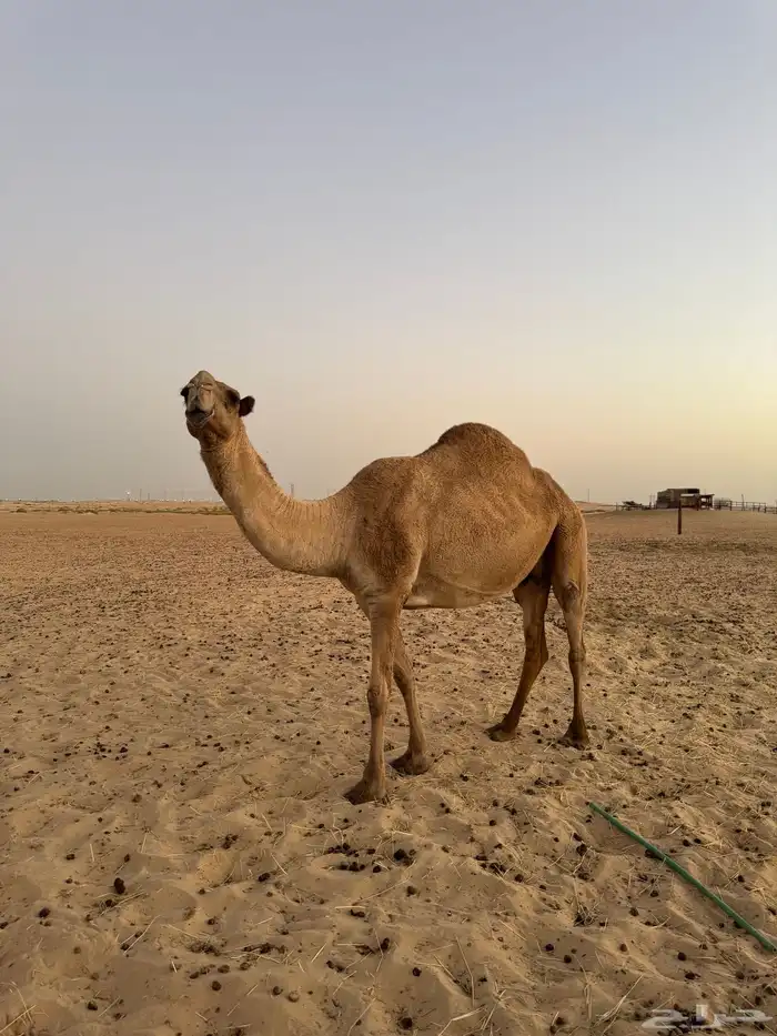 ناقه 3