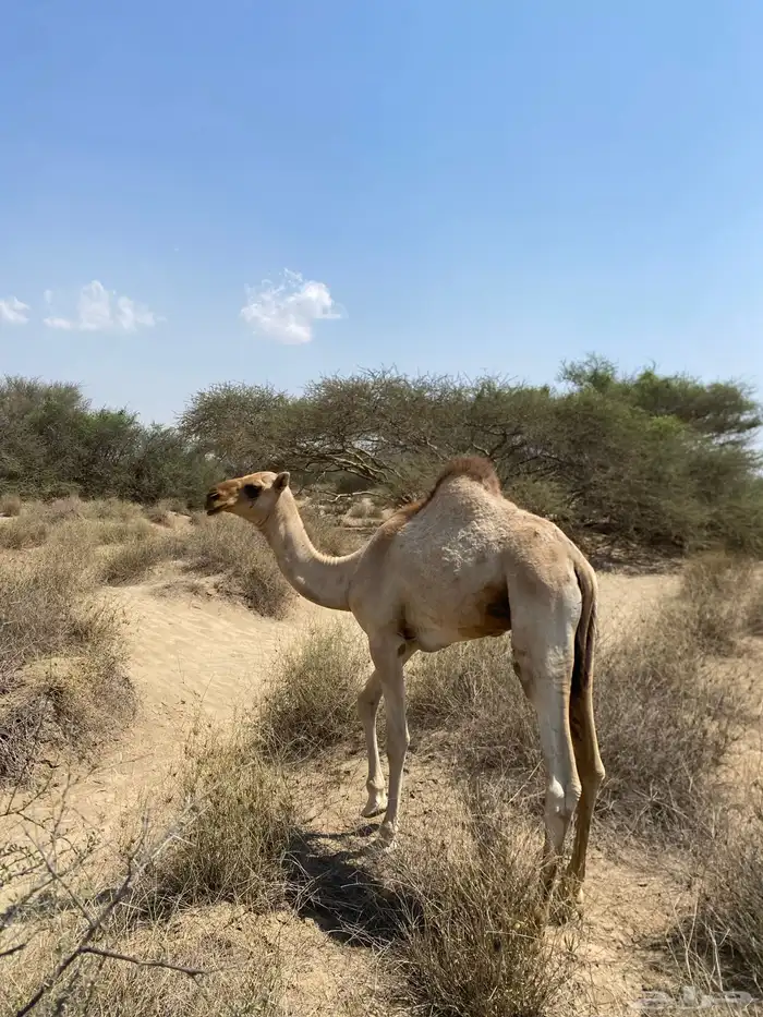 اثنين قعدان اوارك اعمارهم 8 اشهر 3