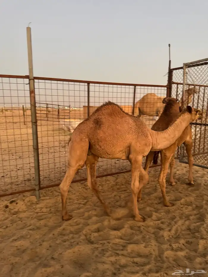 قعدان 8