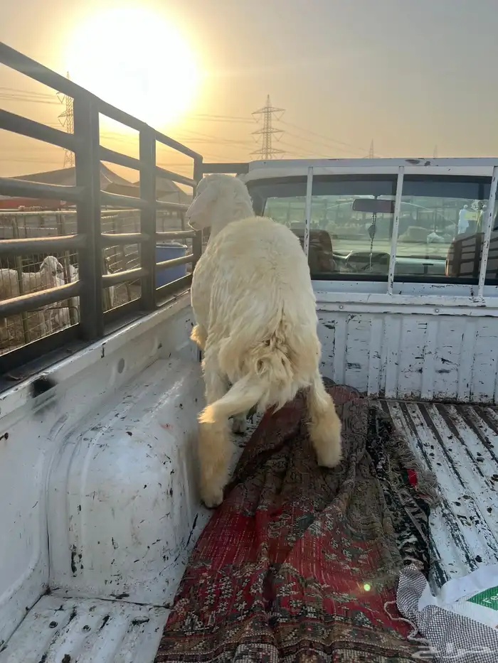 طلي ((تم البيع )) 1