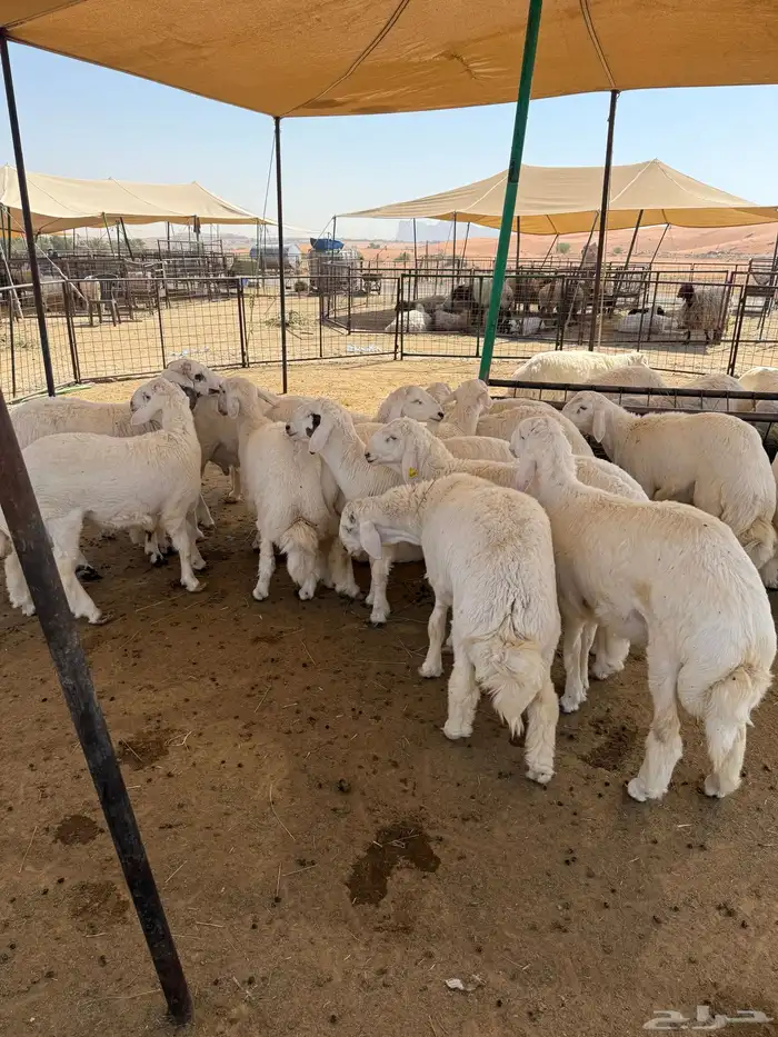 طليان حرية جبر وسط لباني 18