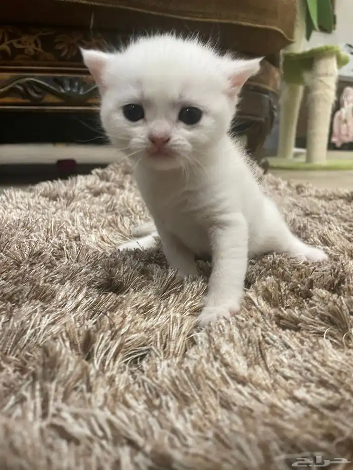 كيتن بيور بريتش 17