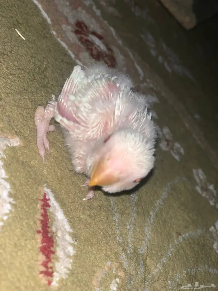 تم البيع فرخ روز البينو 2