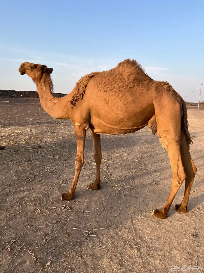 ضروبه مبيوعه بنتها 0