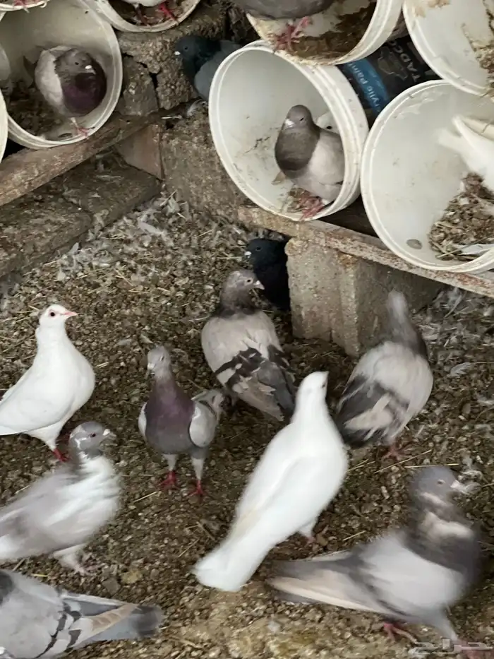 حمام فرنسي 1