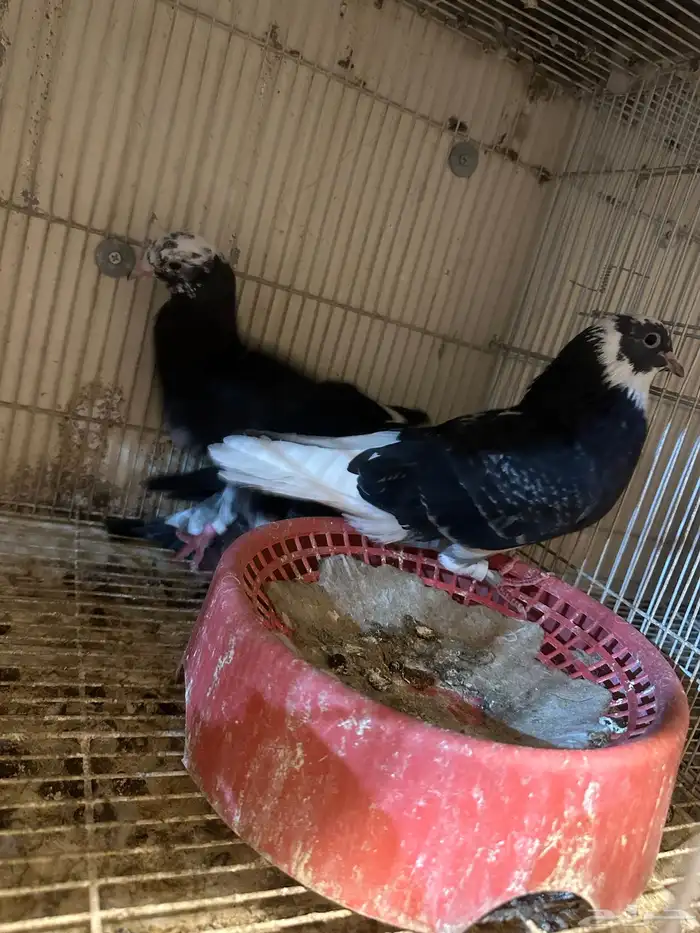 خمس اجواز قطايف منتجه 0