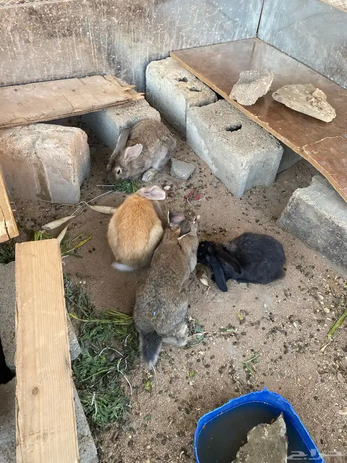 جنبيه مكعب نجراني وأرانب ووبران 13