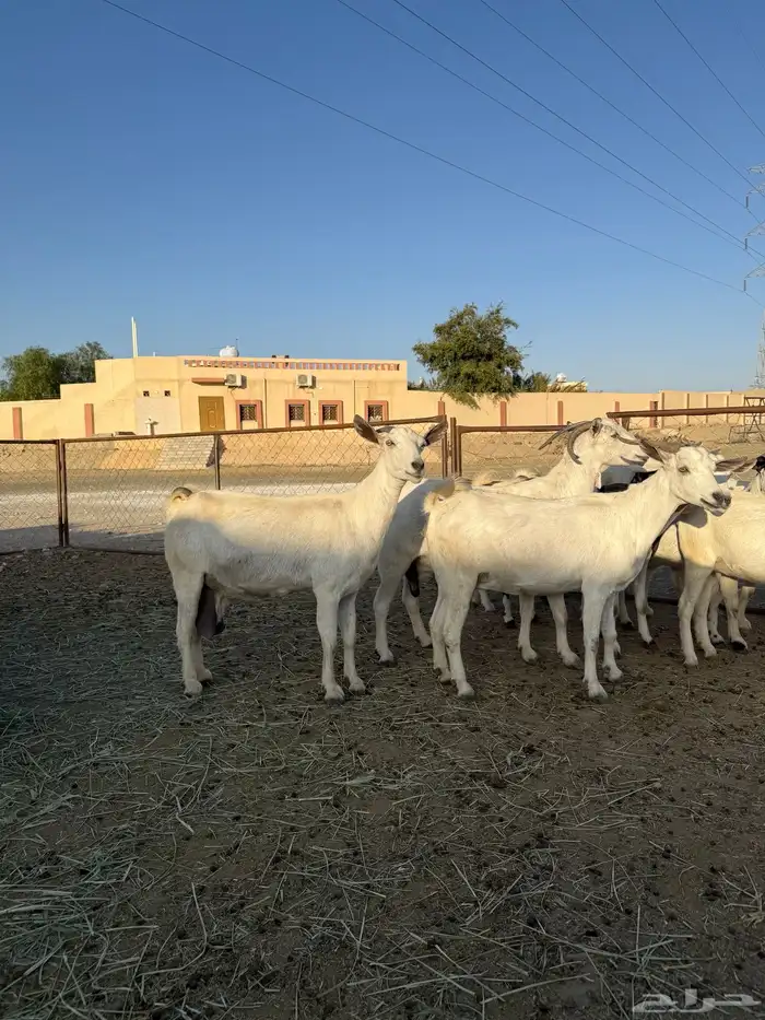 معزا دفع قريبه الولاده 4