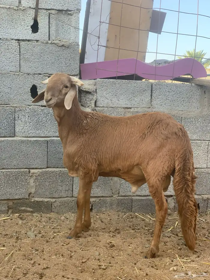سواكني تيلاد بري 0