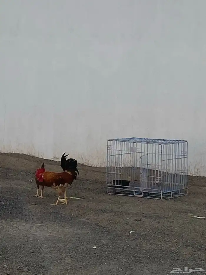 ديك وزقاقيل للبيع 0