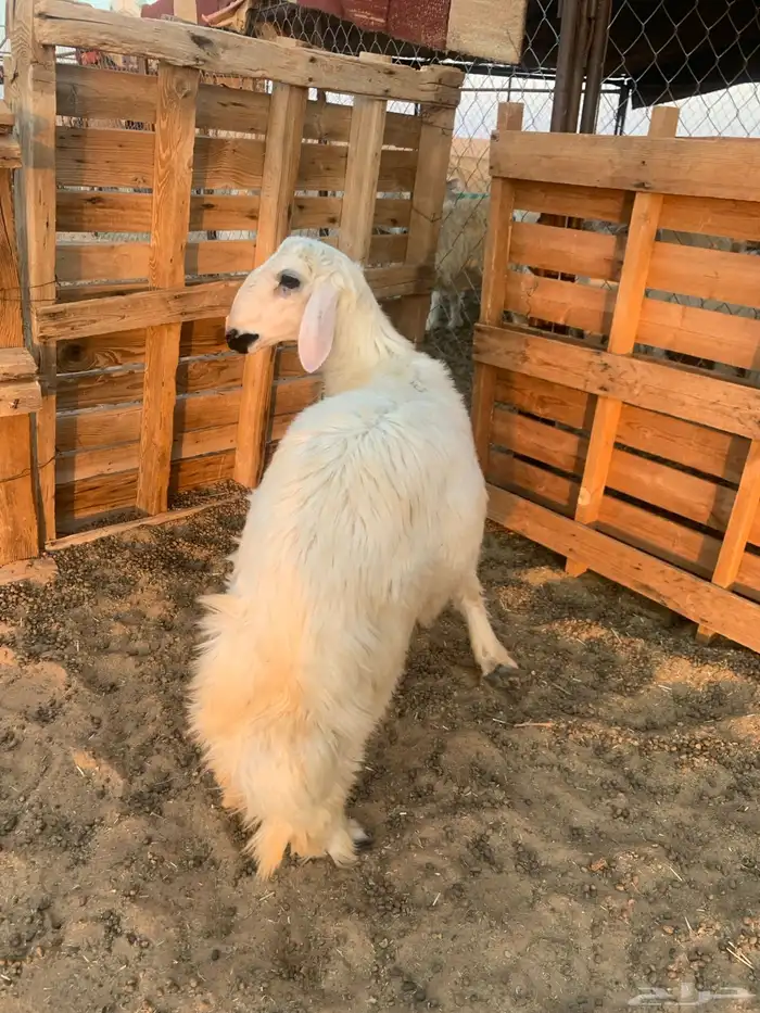خروف اصفر فلل 3