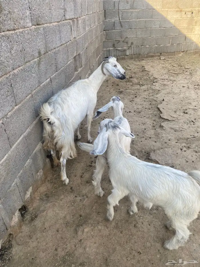 للبيع عنز خلفا تحتها جفرتين 0