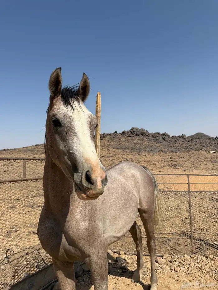 للبيع خيل شعبي 0