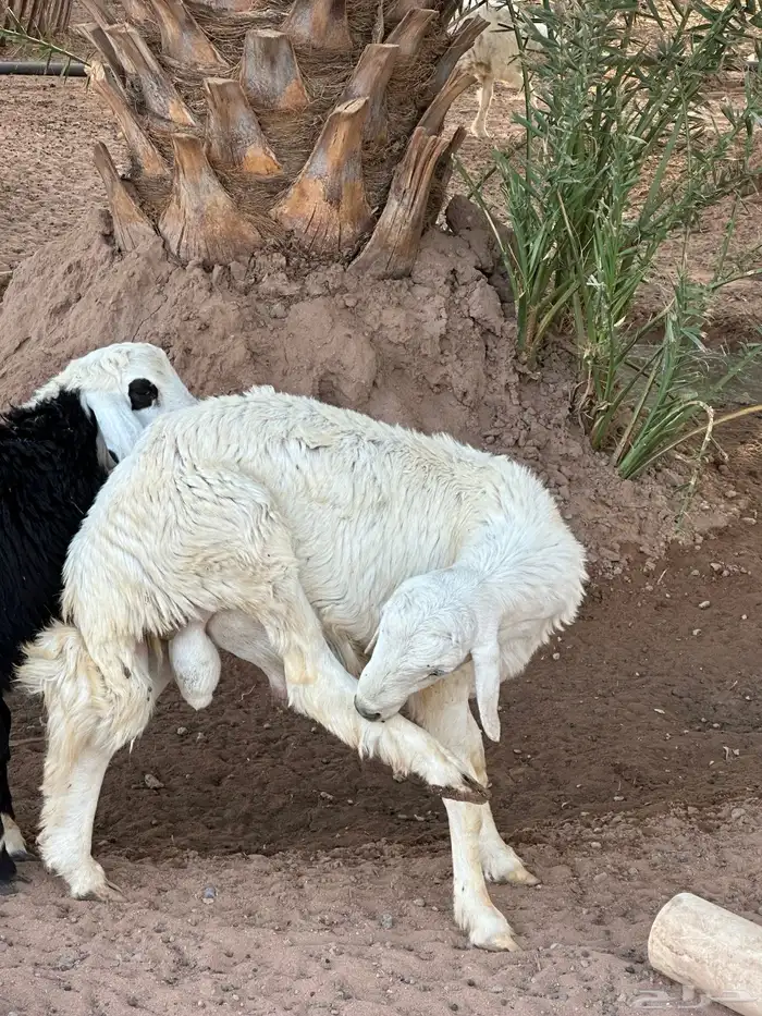 خرفان للبيع العدد 12 4