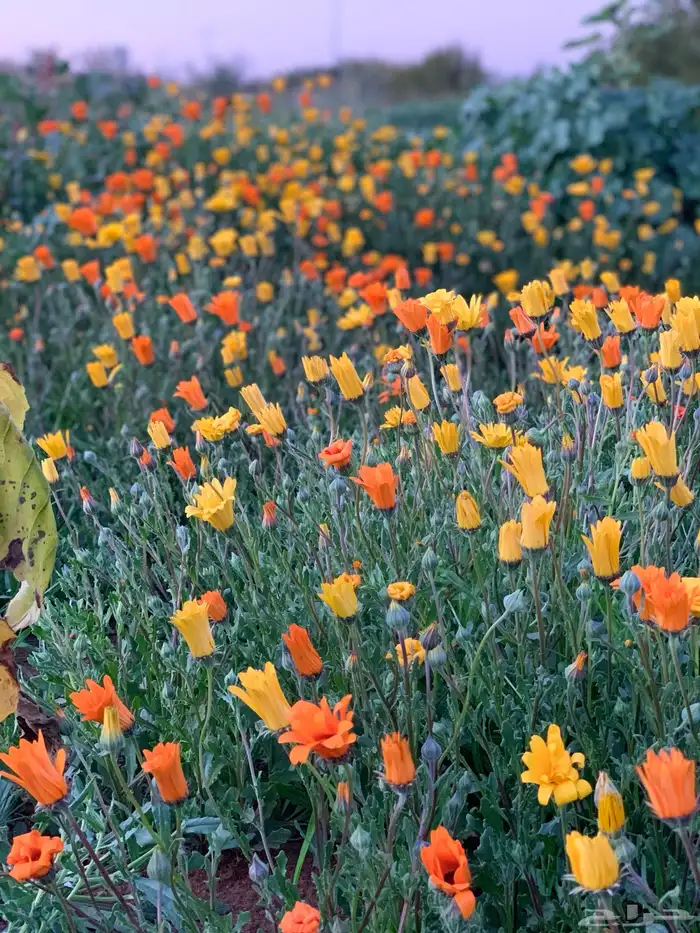 بذور ربيعيه وازهار 3