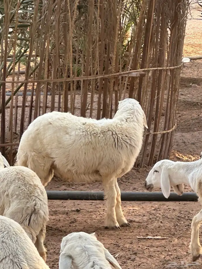 خرفان للبيع العدد 12 2