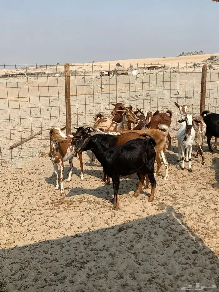 للبيع معزا جنوبيه دفيع 7