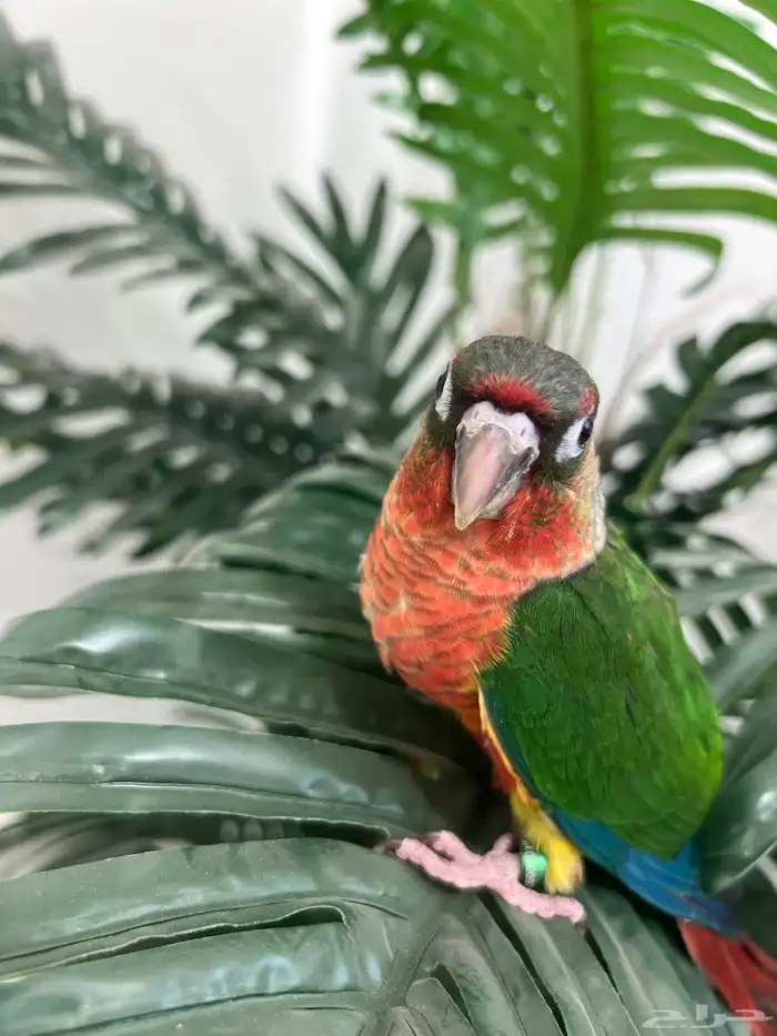 كنيور يلوسايد دبل رد فاكتور رد فيس هدد داخلي وخارجي نهايةغر 0