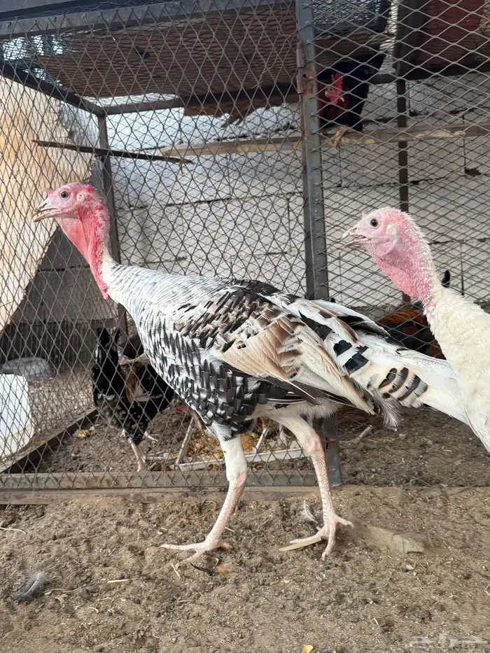 طقم دجاج رومي للبيع 2