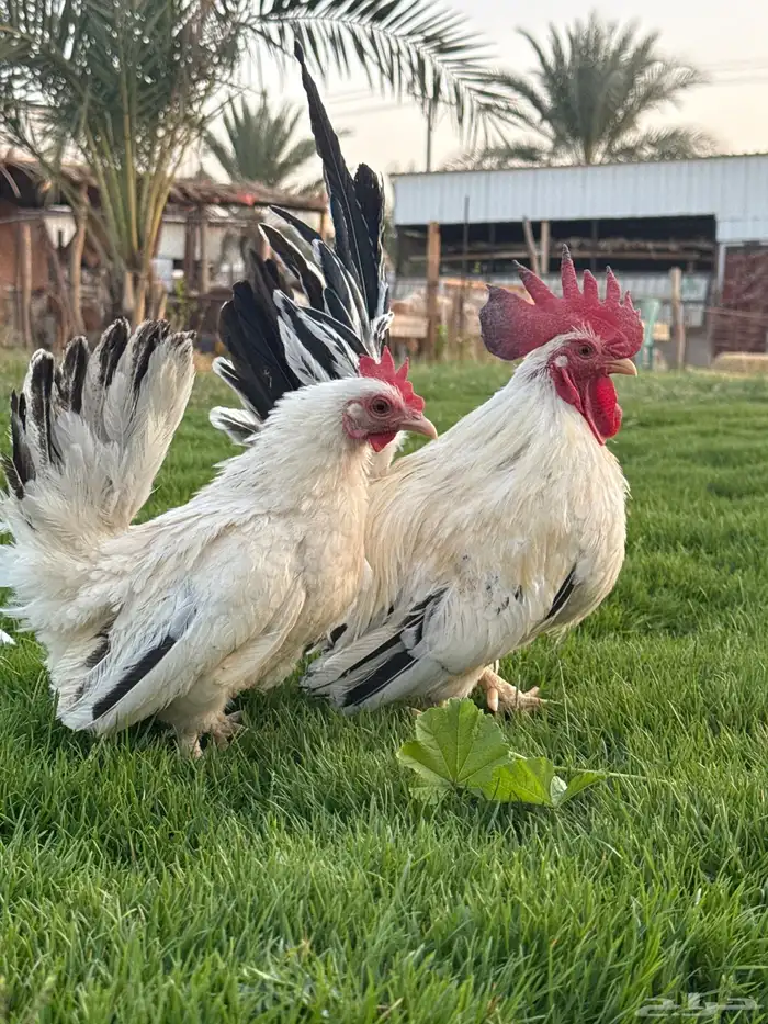 دجاج زينه 1