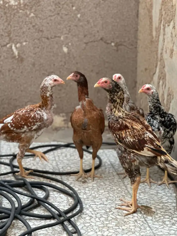 دجاج باكستاني 4