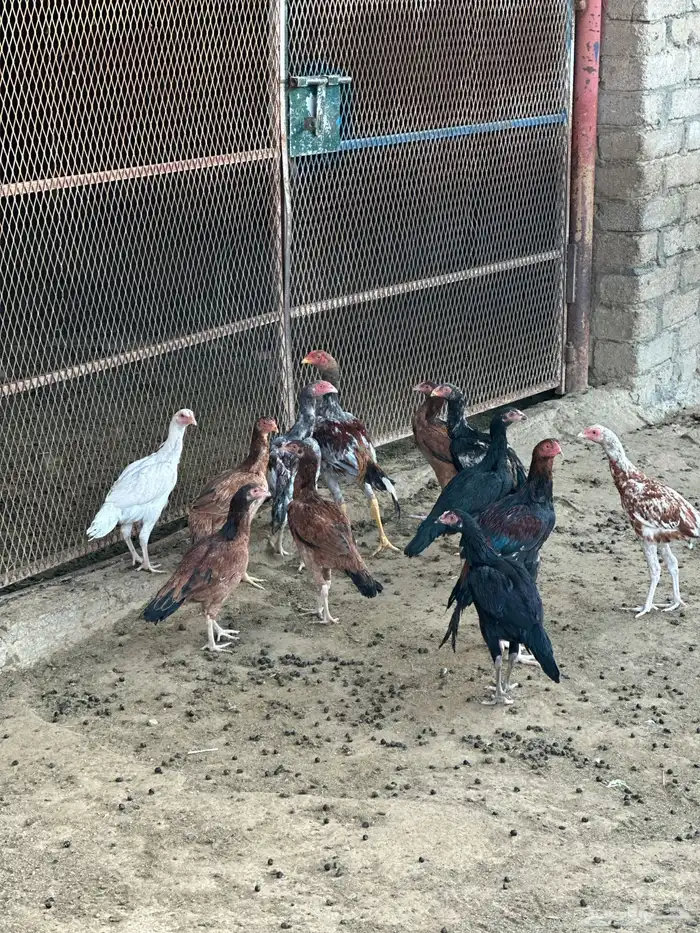دجاج باكستاني 2