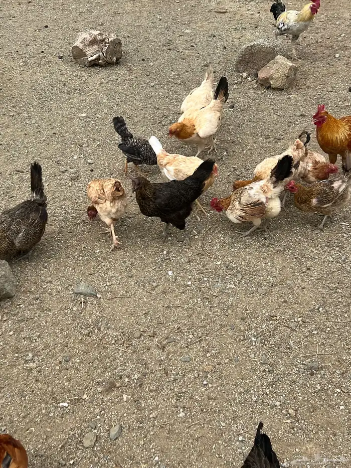 اللي عنده ارانب ويبغا دجاج فيها يرسلي 1