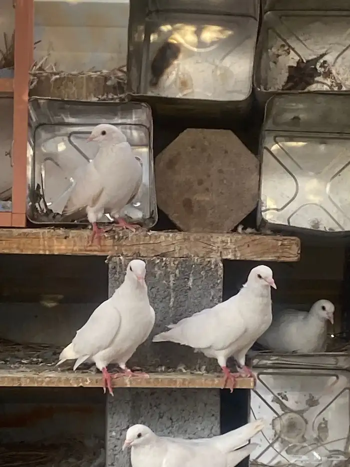 حمام فرنسى أبيض منتج 8
