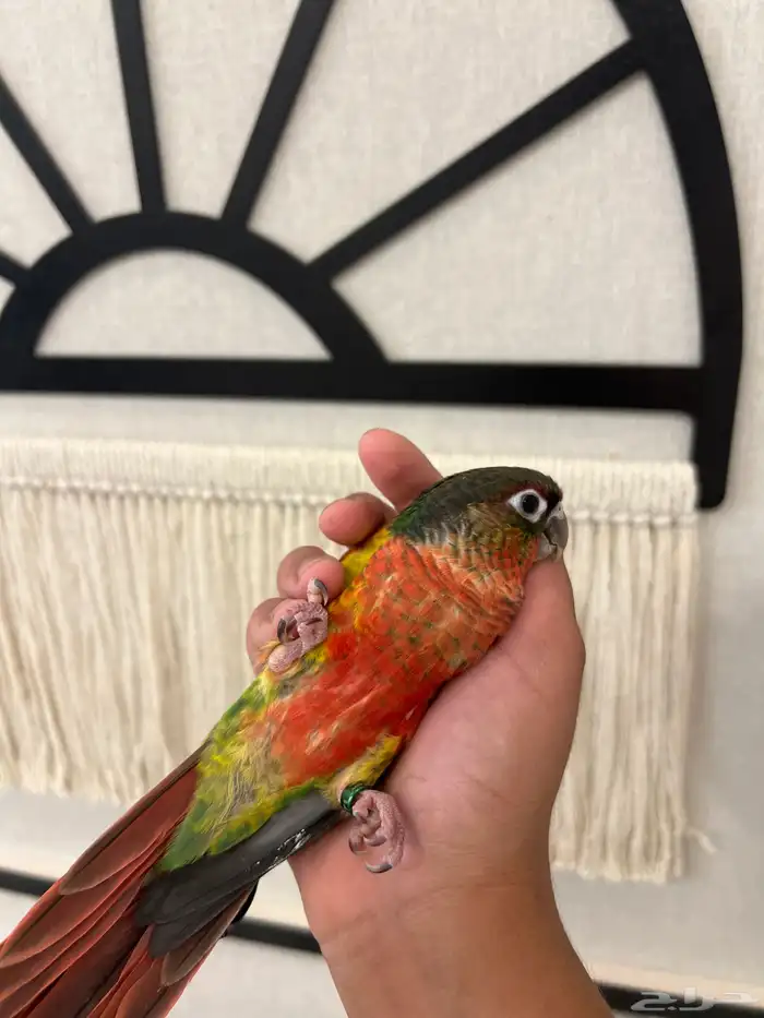 كنيور يلوسايد دبل رد فاكتور رد فيس هدد داخلي وخارجي نهايةغر 1