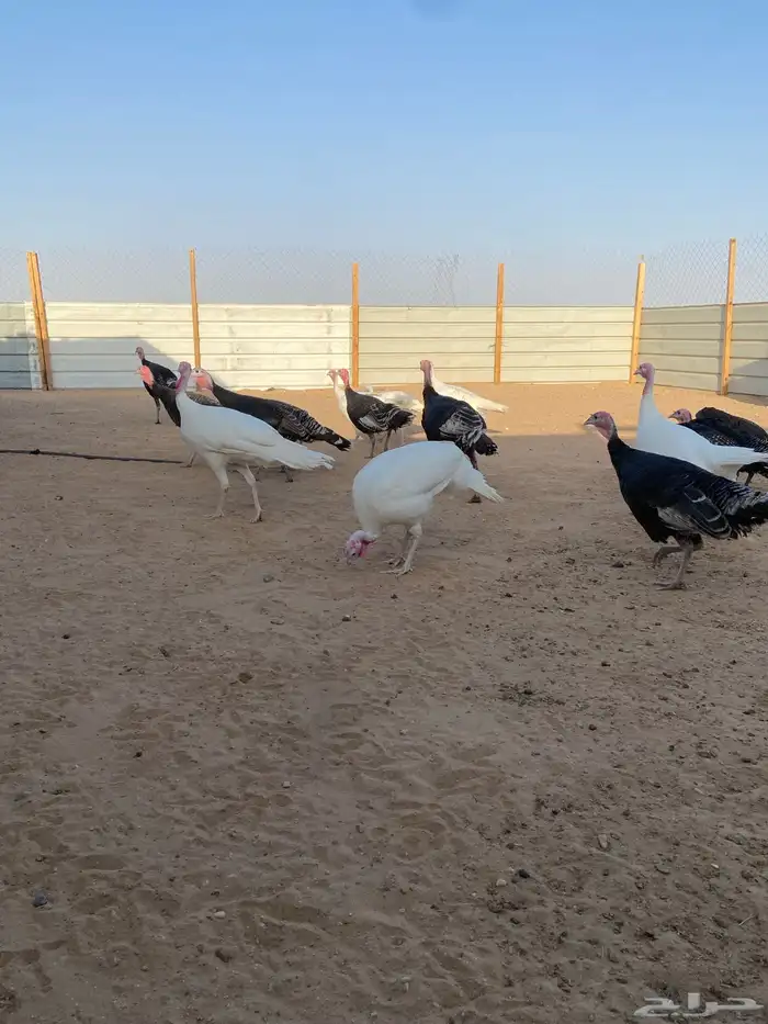 دجاج رومي 2