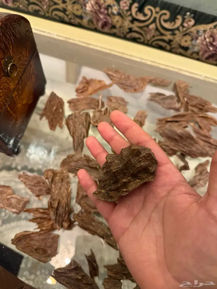 عود كمبودي مشروط 5