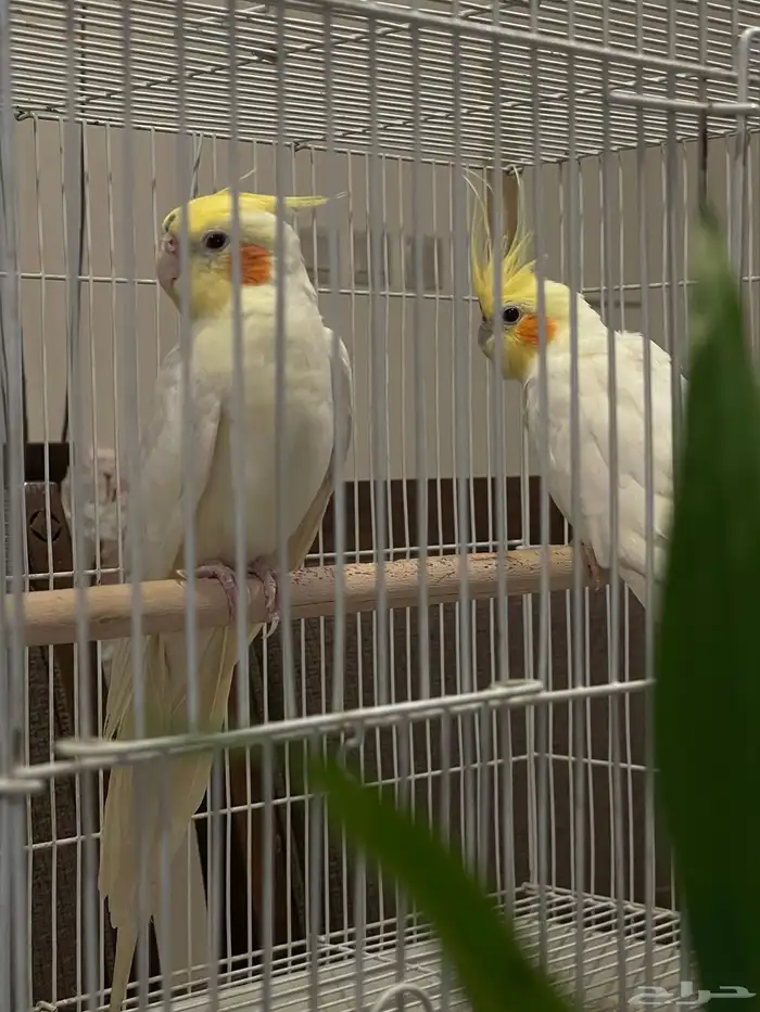 طير واحد فقط بأدواته كاملة 11