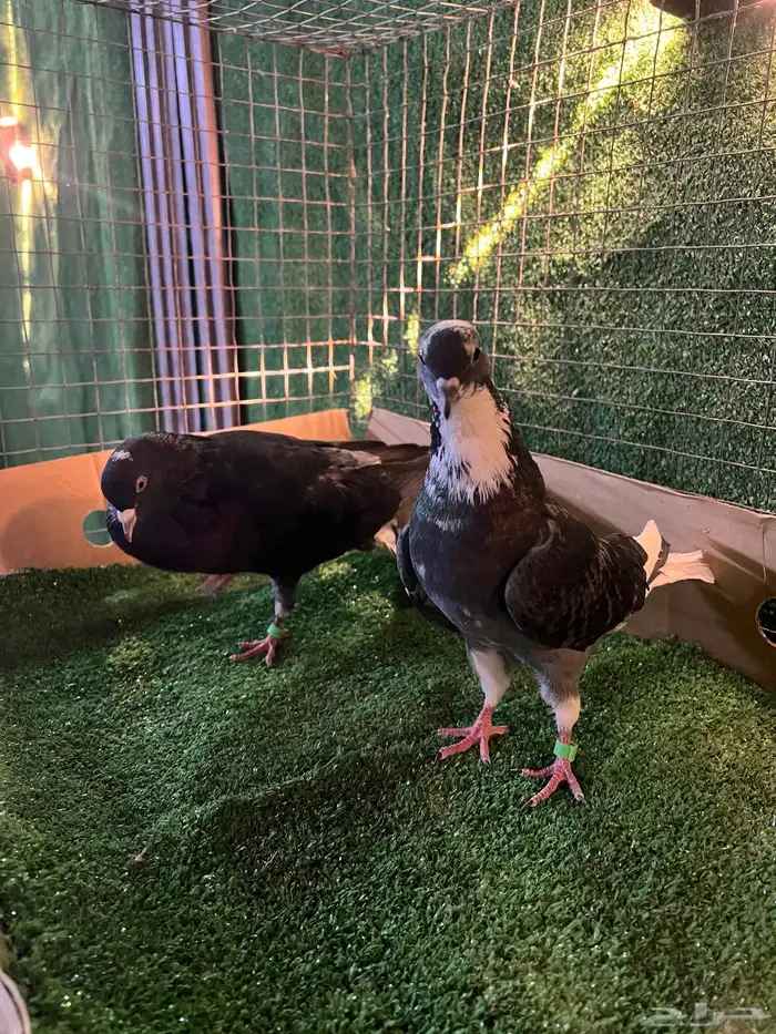 حمام قطايف 6