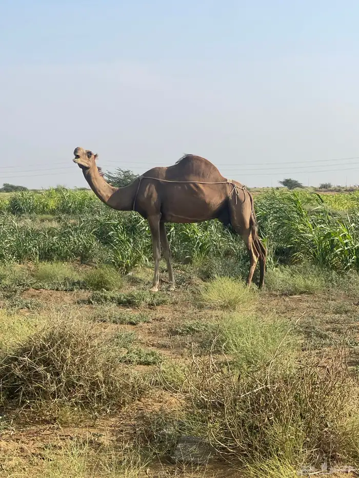 ناقة ساحلية حمراء 1